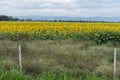 A field of sunflowers a bit off the highway. An endless sea of Ã¢â¬â¹Ã¢â¬â¹beautiful yellow plants that fill the horizon